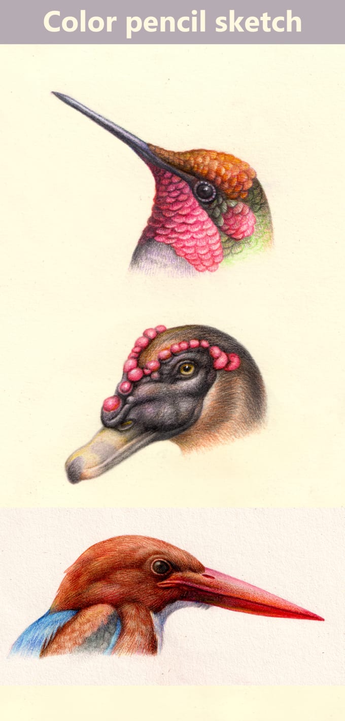 I will do color pencil sketch