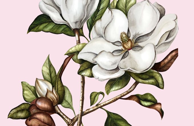 I will paint watercolour botanical illustrations