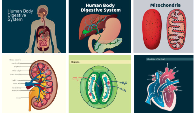 I will design scientific, medical, educational illustration for you