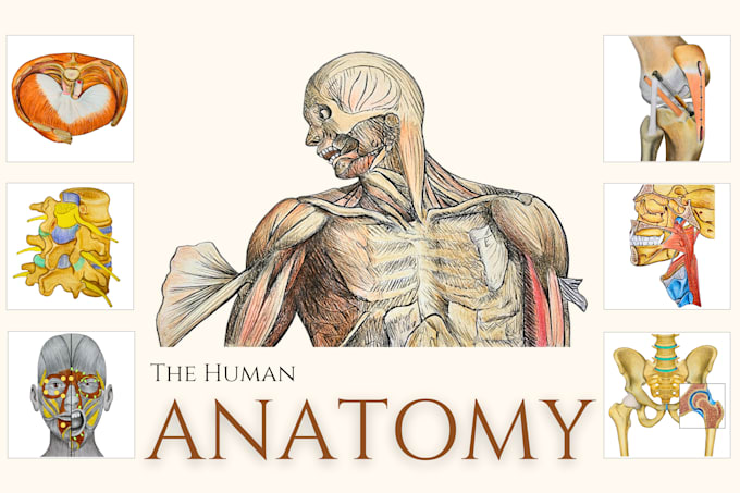 I will draw human anatomy, medical illustrations and diagrams
